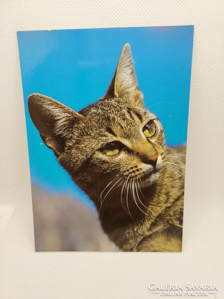 Cicás, macskás, állatos képeslap, postatiszta (Akár INGYENES szállítással)