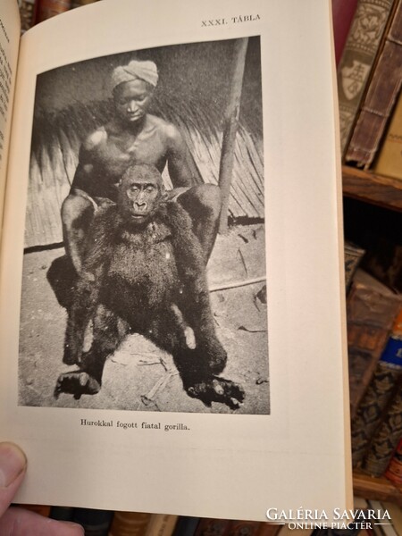 1940-Royal Hungarian Society of Natural Sciences - Gregory Raven. In the wake of gorillas - extra nice collectibles