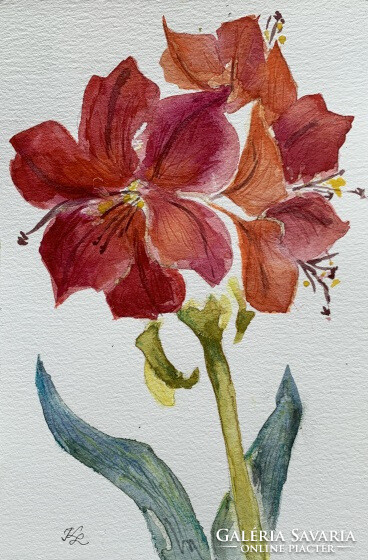 Amaryllis - watercolor - 24 x 16 cm