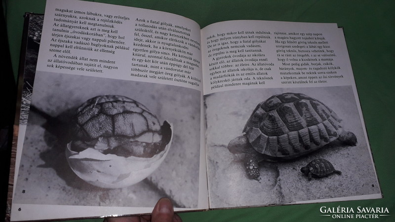 1979. Kapocsy György :Állatkölykök képes könyv a képek szerint MÓRA