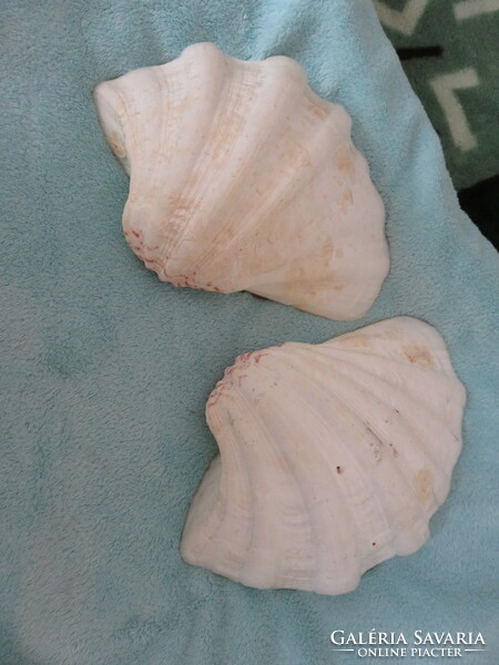 A huge sea shell. From the Great Coral Reef