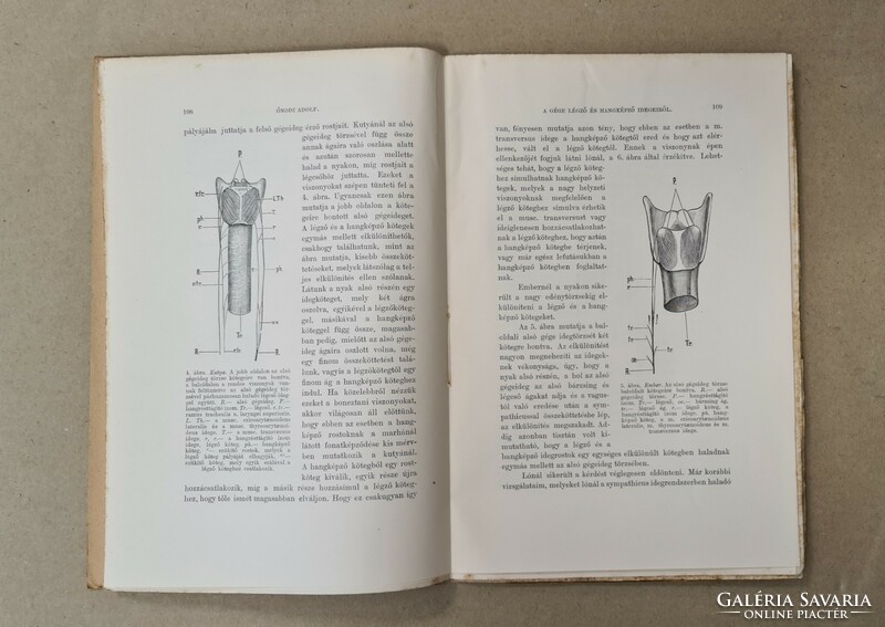 Journal of mathematics and natural sciences - xvi. Volume, 2. Booklet ﻿(1898) only for sale together, 21 pieces!