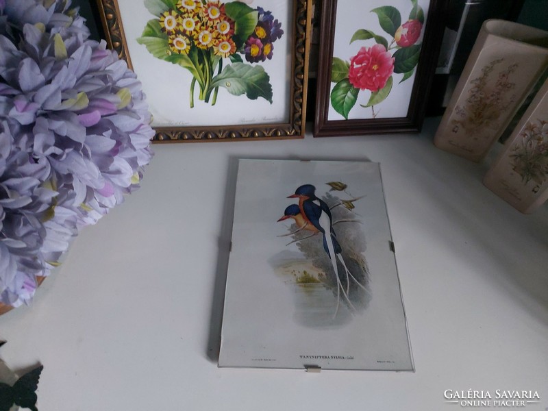 Kecses madár párt ábrázoló üvegezett kép, antik nyomat modern reprodukciója