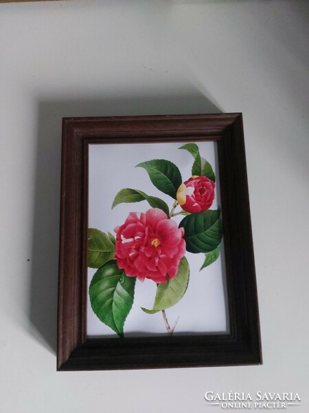 Smaller floral image, antique botanical print reproduction, camellia japonica, camellia