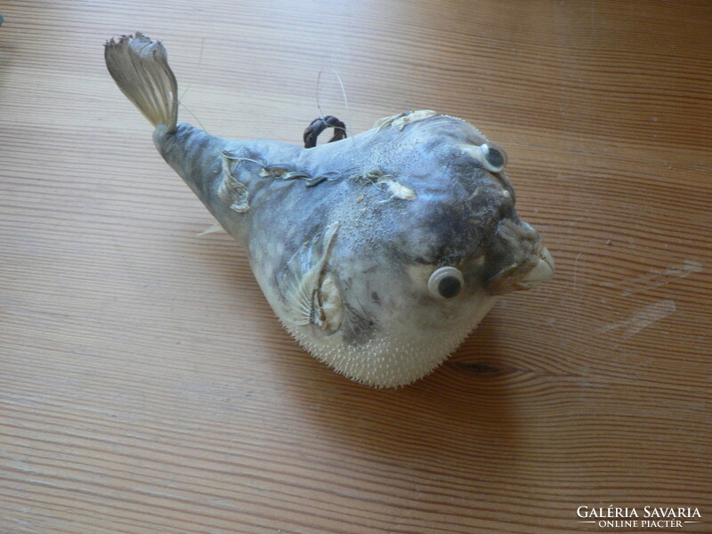 Puffer fish preparation 14 cm
