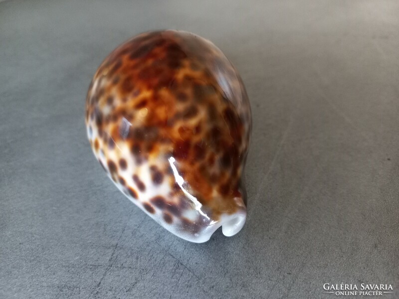 Kauri - porcelain snail with leopard pattern