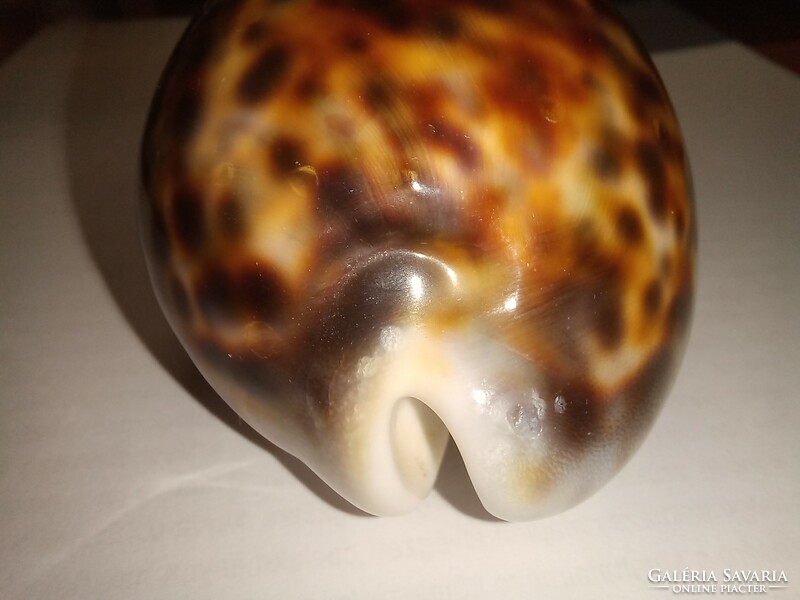 Kauri - leopárd mintás porceláncsiga