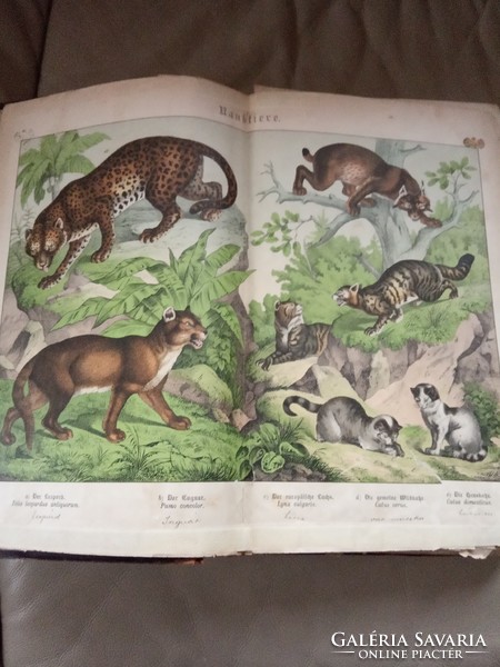 The world of animals for children in color lithographs around 1878-89 Christmas 2023