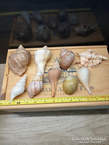 Tengeri kagyló-csiga gyűjtemény
