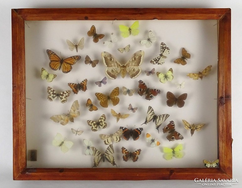 1P110 butterfly butterfly preparation collection of 40 pieces in a frame 39 x 8 x 60 cm