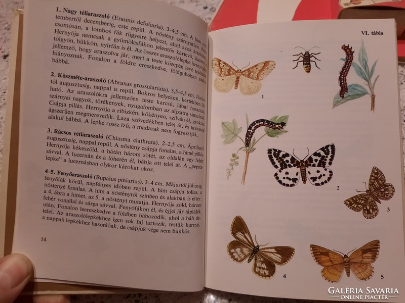 Diving pocket book: butterflies, negotiable
