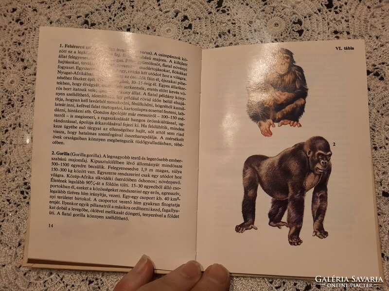 Diving pocket book: zoo mammals, negotiable
