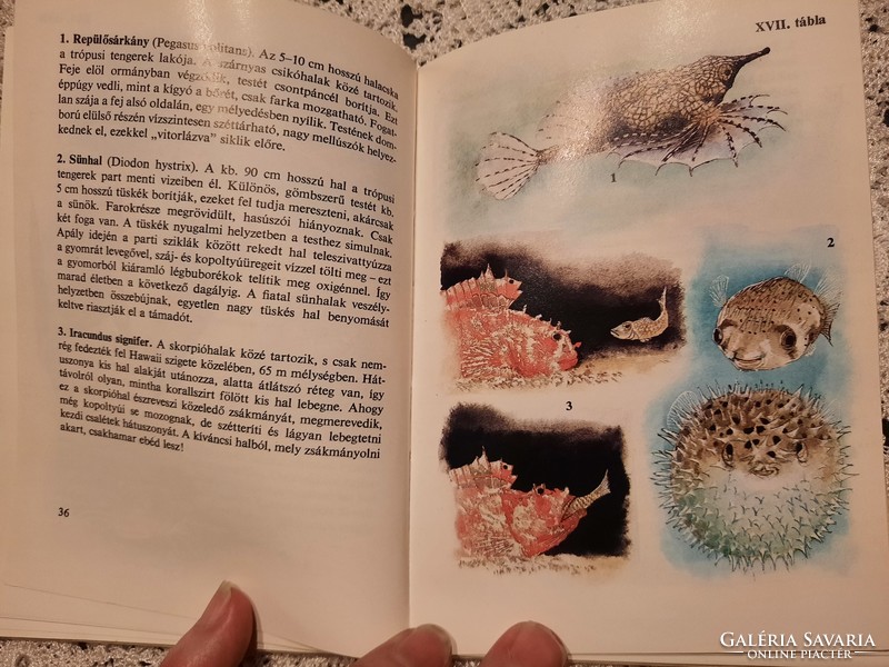 Diver's pocket book: strange animals, negotiable