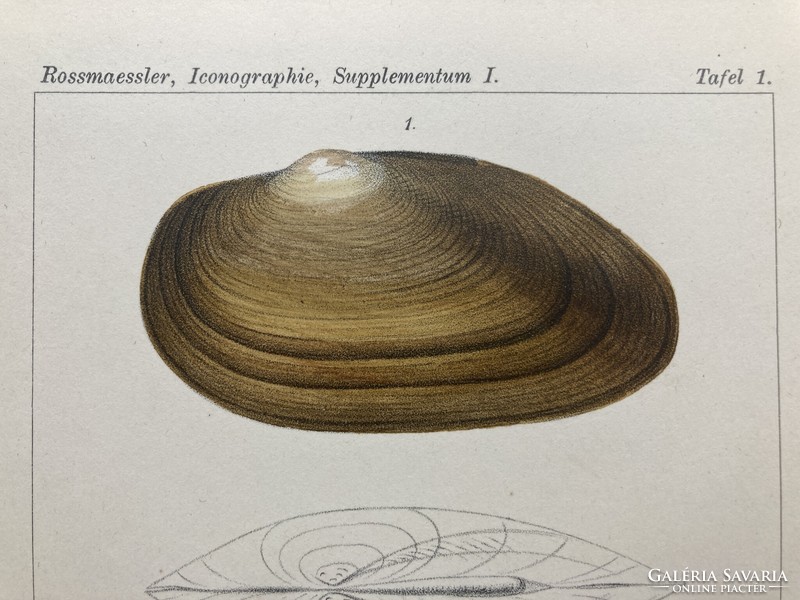 Land & Süsswasser-Mollusken, 1895 - Tíz színes litográfia kagylókról, csigákról