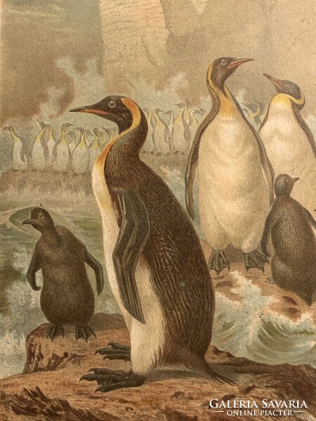Brehm nyomat 1890 pingvinek