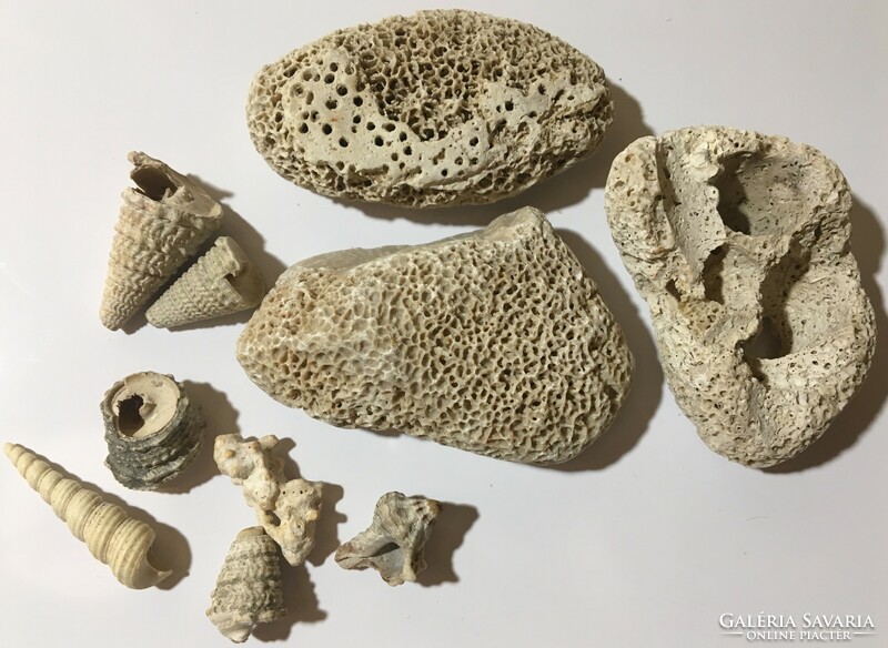 Natúr tengeri korall csiga csomag