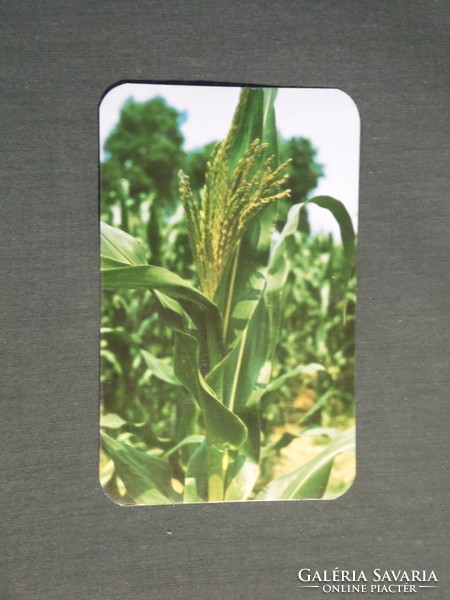 Kártyanaptár, Bóly mezőgazdasági kombinát, kukorica, 1981,   (4)