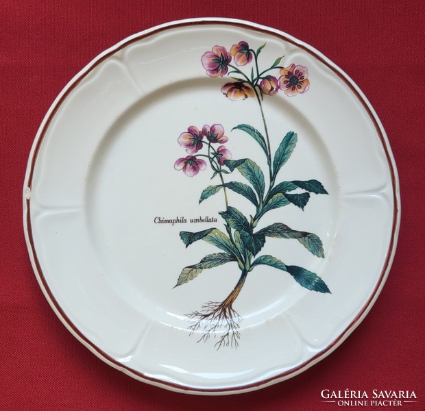 Chimaphila umbellata umbrella bulbs on a porcelain ceramic plate with a botanical flower pattern