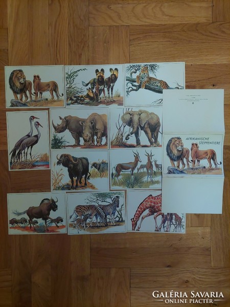 Afrikanische steppentiere/afrikai sztyeppén élő állatok képeslapsorozat (Akár INGYENES szállítással)
