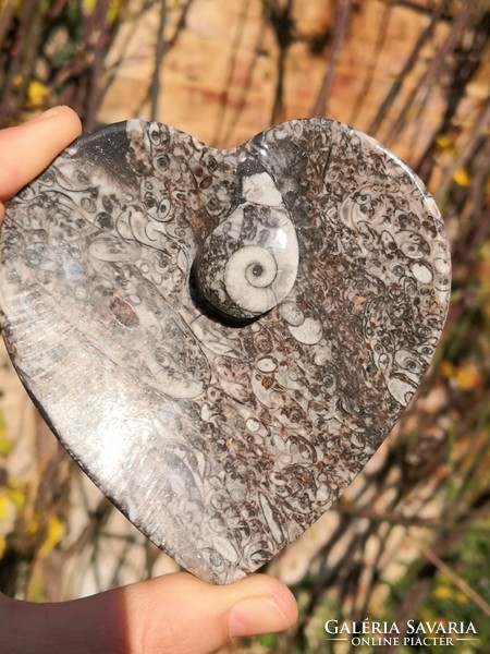Szépséges ammonitesz fosszília tál