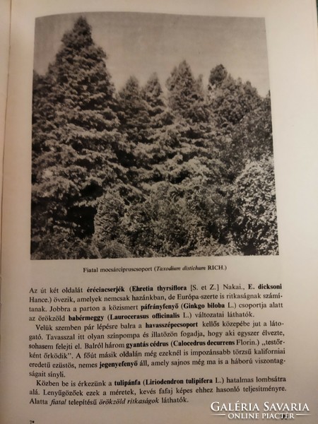 Arborétumok Vas megyében 1977.