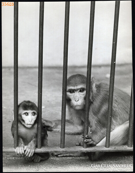 Nagyobb méret, Szendrő István fotóművészeti alkotása. Majmok rács mögött, 1930-as évek. Eredeti,