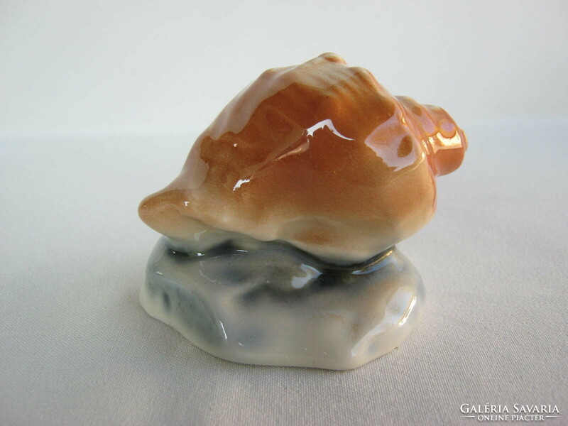 Porcelán tengeri kagyló csiga