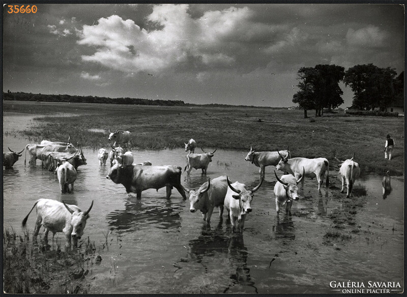 Nagyobb méret, Szendrő István fotóművészeti alkotása. Szürke marhák a mezőn, 1930-as évek. Eredeti,