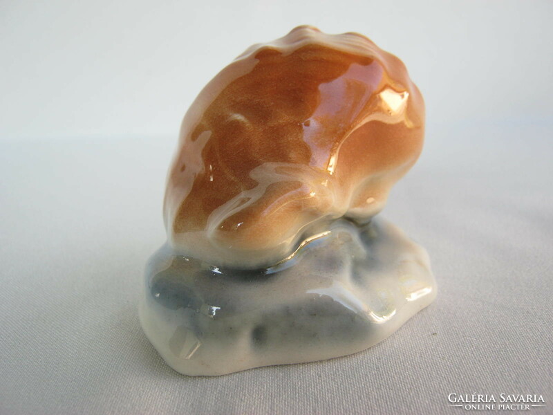 Porcelain seashell snail