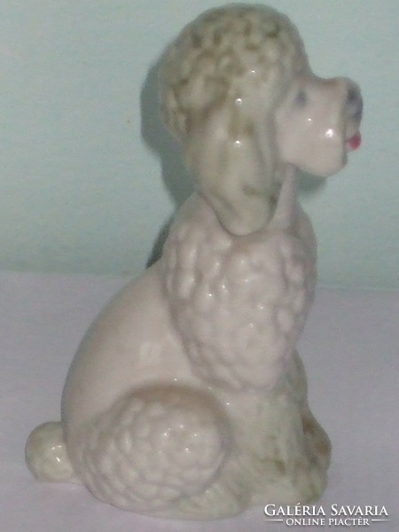 Rare Kiev white poodle dog