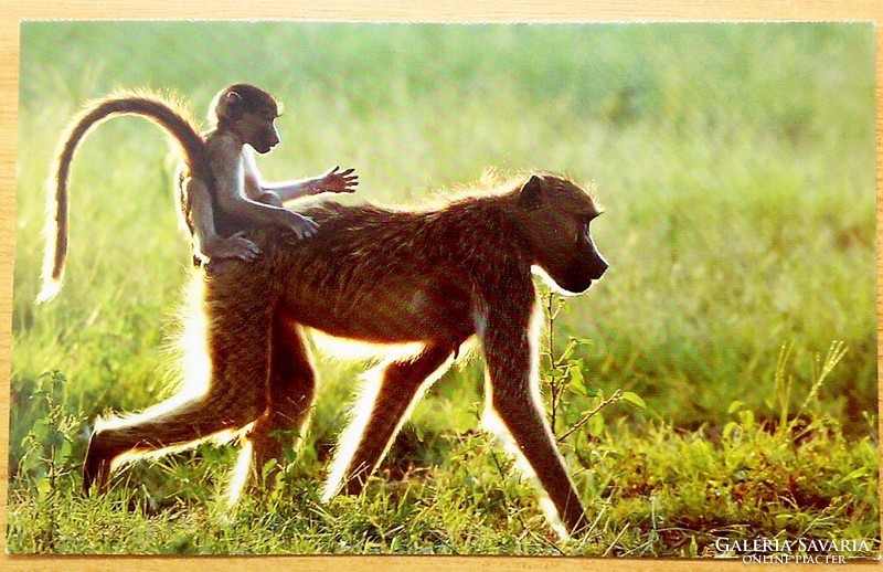 Michael poliza postcard collection from Africa