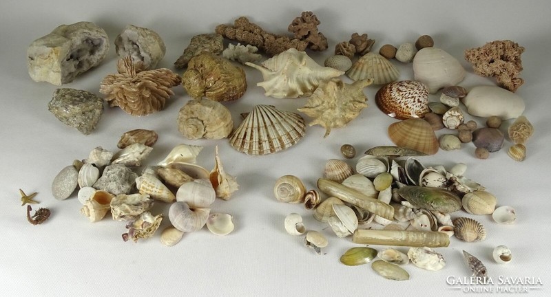 0Q804 old sea shell snail collection