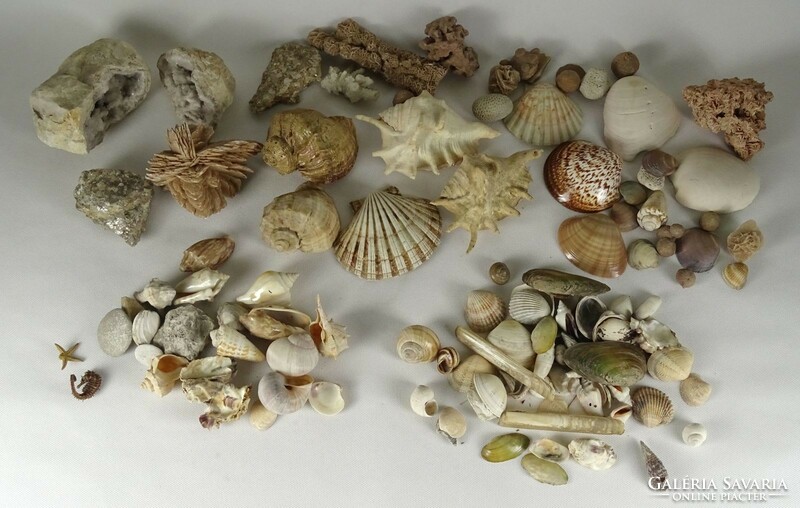 0Q804 Régi tengeri kagyló csiga gyűjtemény
