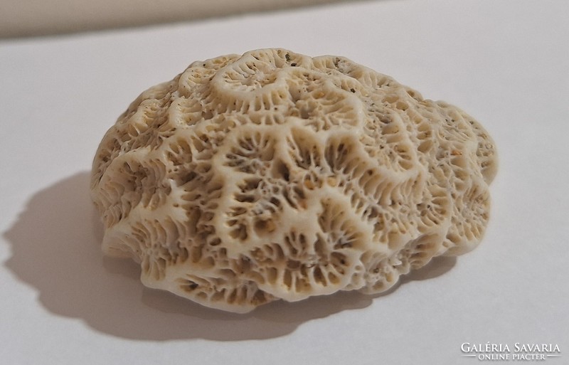 Brain coral (diploria cerebriformis) 4.9 Cm x 3.5 Cm
