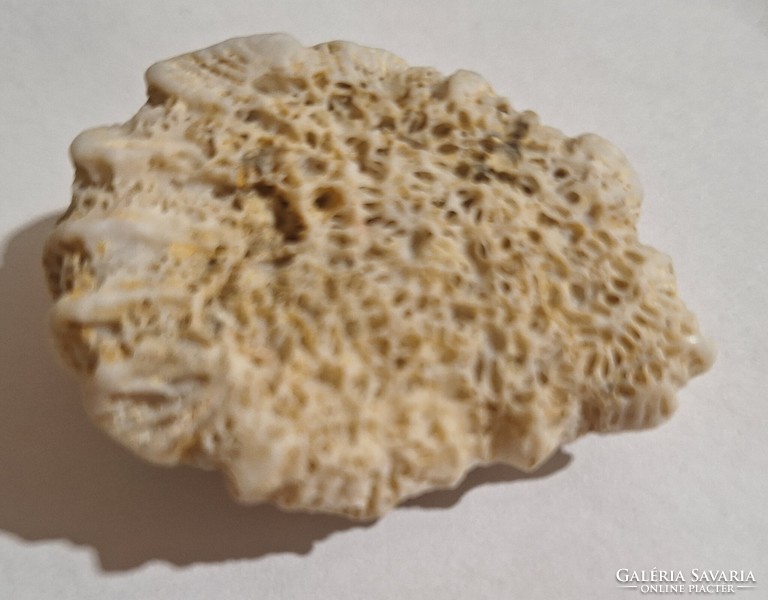 Agykorall (Diploria cerebriformis) 4.9 cm x 3.5cm