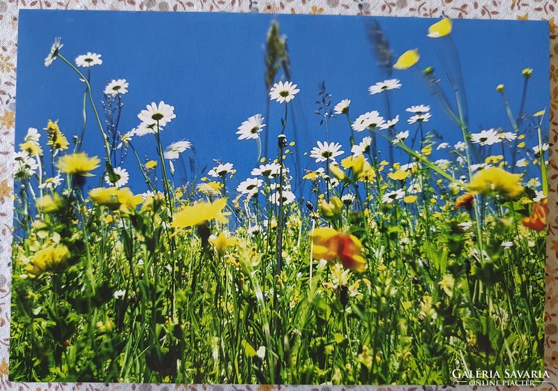 Wwf postcard greeting card greeting card postcard mail clear daisy spring