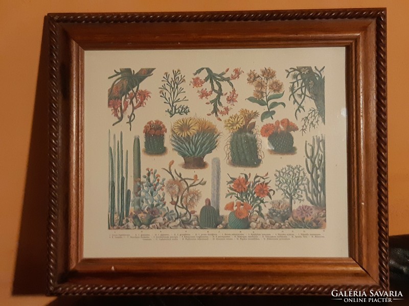 Botanical illustration cacti
