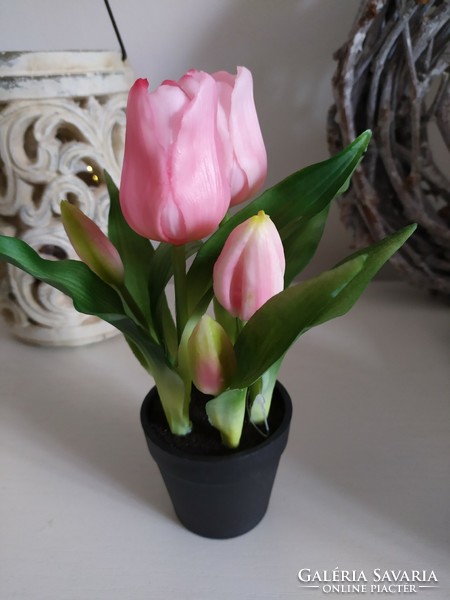 Tulips in pots forever