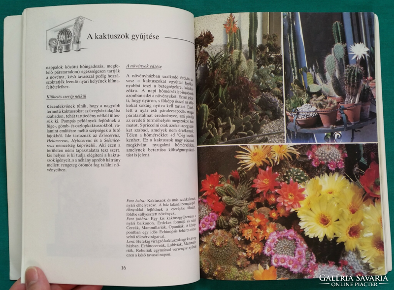 'Ewald kleiner: cacti in the home and garden > plant care > flower growing > cacti