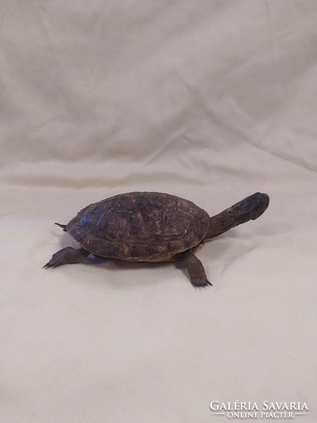Prepared turtle