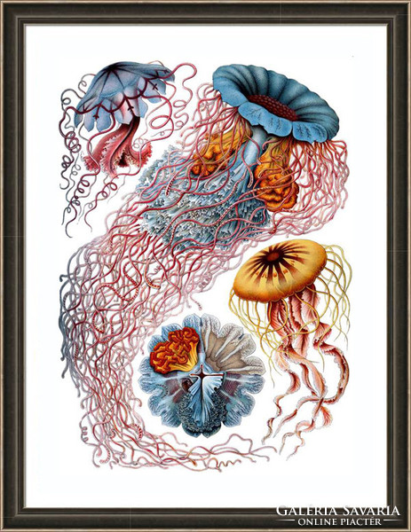 Medúza csalánozó polipalak csáp tengeri állatok Haeckel 1904 vintage zoológiai illusztráció reprint