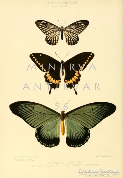 Lepkék, pillangók 4. Vintage/antik zoológiai illusztráció. Kitűnő minőségű reprint nyomat