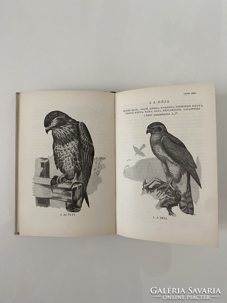 1960 thoughts on the benefits and harms of birds by Otto Herman