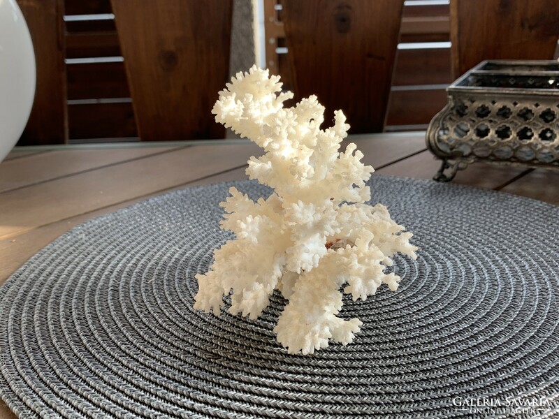 Gyönyörű megkövesedett tengeri korall fürdőszobai dekorációnak vagy gyűjteménybe