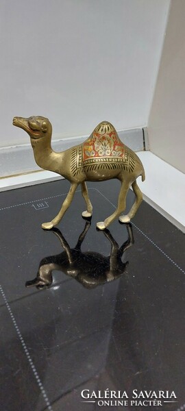 Indian copper-bellied camel