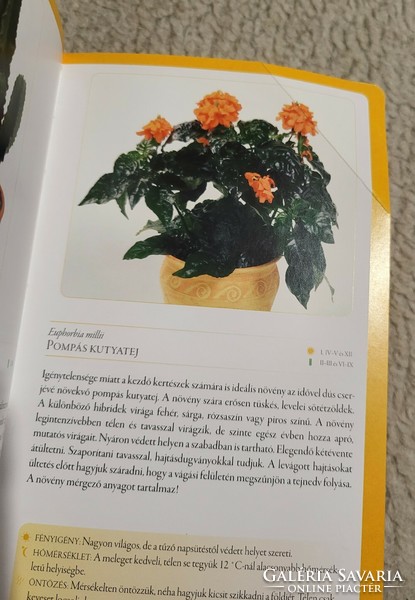 Small encyclopedia of indoor plants from a to z