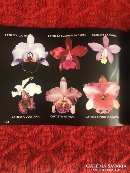 KÖNYVRITKASÁG!!! Yerecyan Ara: Orchideák lakásunkban című könyve
