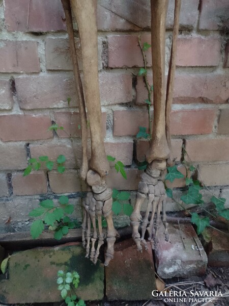 Valódi csontváz Echtes „antikes“ menschliches anatomisches Skelett