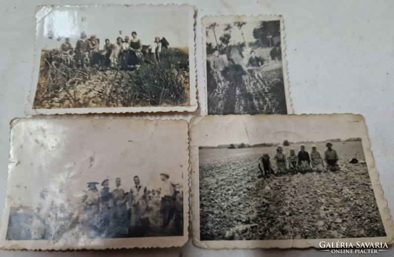 Four old photos of field work are for sale together