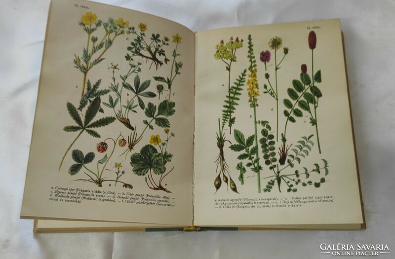 Jávorka sándor-csapody vera: flowers of a forest field. A colorful little atlas of the Hungarian flora.
